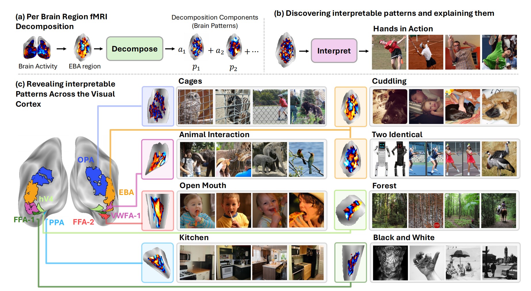 BrainExplore Overview: From fMRI decomposition to interpretable patterns across the visual cortex