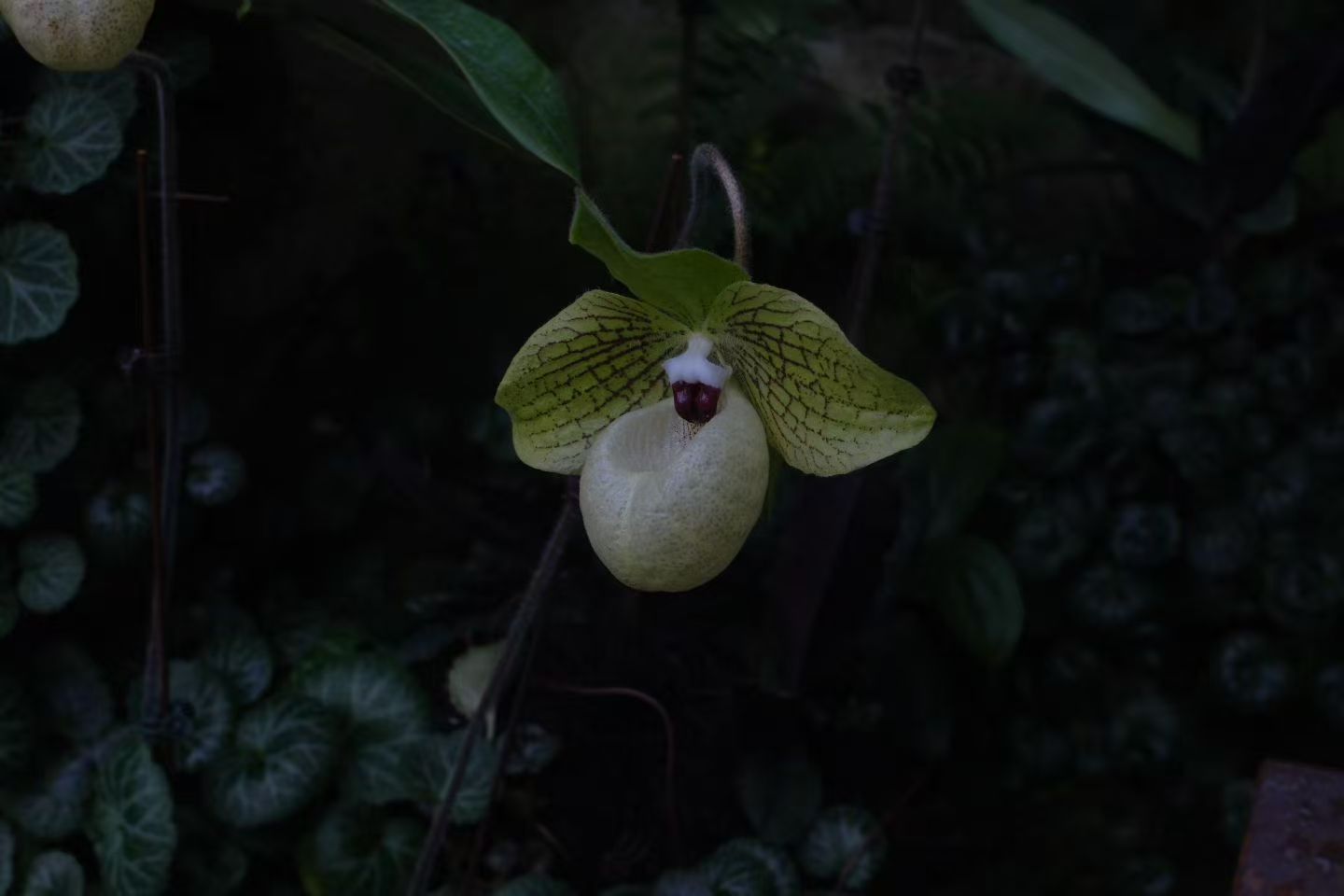 Orchid